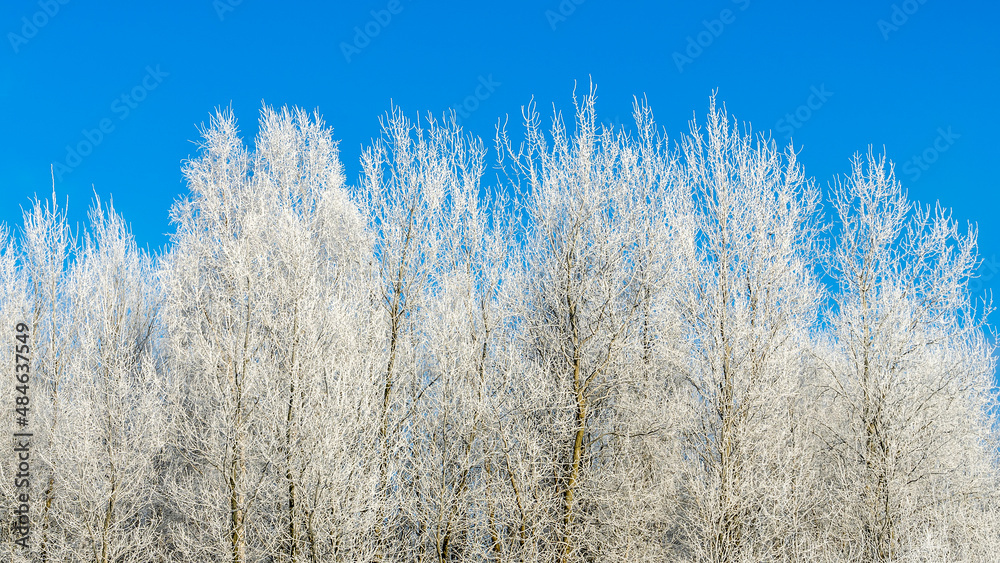 Snow-covered tree branches against the blue sky. Trees are covered with snow and hoarfrost against the blue sky. Snow-covered tree branches against the blue sky. Trees are covered with snow and hoarfrost against the blue sky.