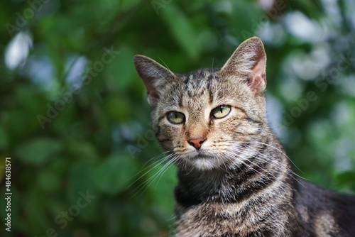 Gray striped outdoors cat portrait in summer against green leaves background © bermuda cat