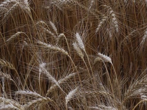 Ears of ripe wheat on a summer day
