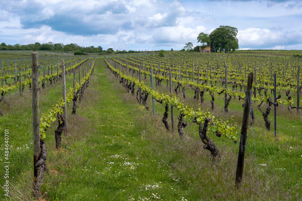 View of a vineyard near Ingelheim/Germany in Rheinhessen in spring 