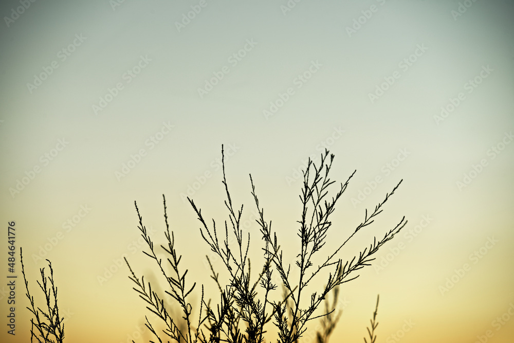 Obraz premium Silhouette of a plant