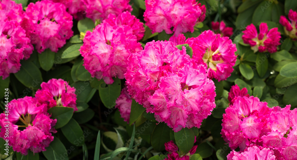 Flowering purple azaleas in the garden. Horizontal closeup image of Rhododendron. Season of flowering azaleas Flowering purple azaleas in the garden. Horizontal closeup image of Rhododendron. Season of flowering azaleas