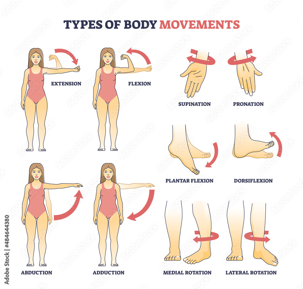Vecteur Stock Types of body movements with muscular motion pose examples  outline diagram. Labeled educational medical movement of hand, arm and leg  as extension, flexion, abduction and adduction vector illustration