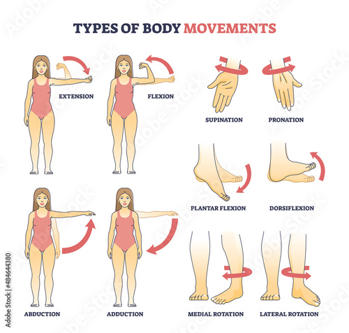 Fotobehang Types of body movements with muscular motion pose examples outline diagram