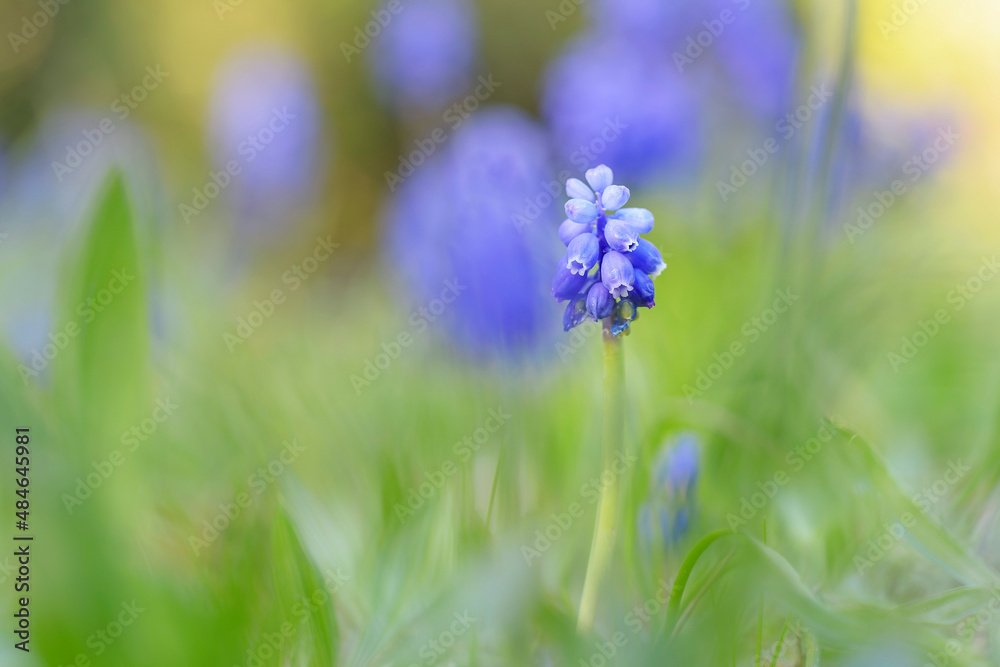 Grape Hyacinth Muscari armeniacum in close view in a garden in spring Grape Hyacinth Muscari armeniacum in close view in a garden in spring