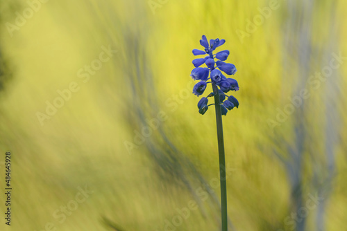 Grape Hyacinth Muscari armeniacum in close view in a garden in spring photo