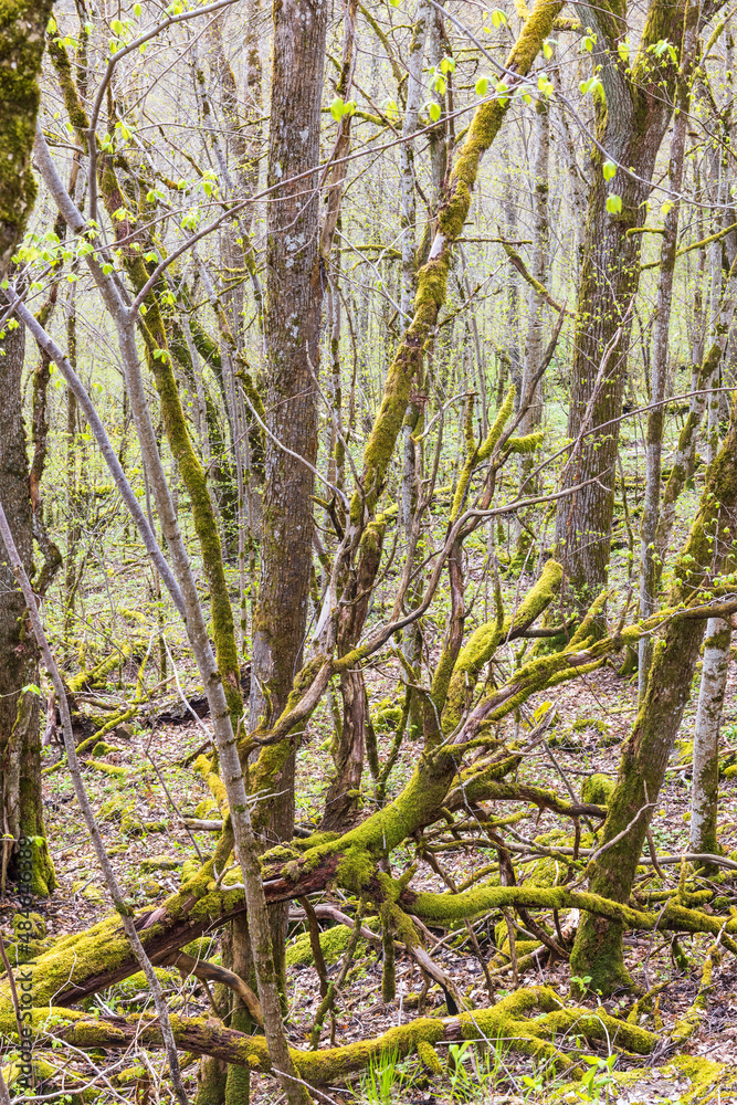 Fallen tree with green moss in a budding deciduous forest Fallen tree with green moss in a budding deciduous forest