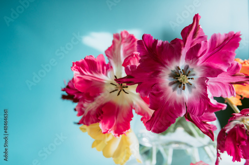 Bunch of Parrot Style Tulips