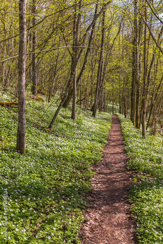 Woodland trail with lush trees in spring