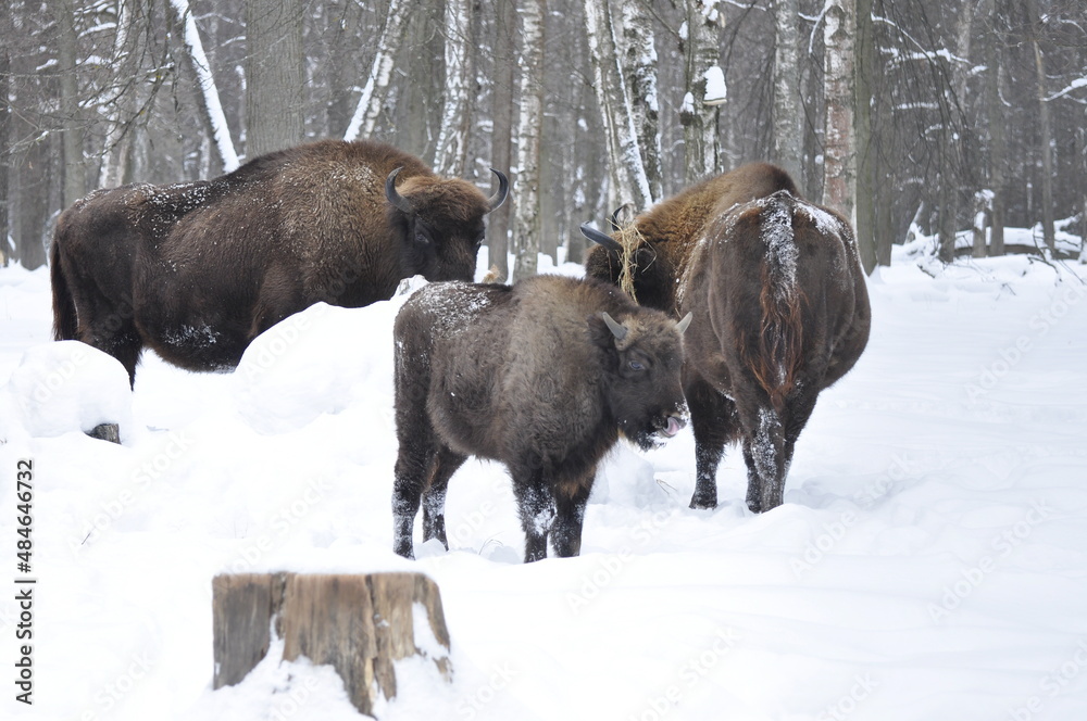 Animals - traditionally (since Aristotle) distinguished category of organisms, currently considered as a biological kingdom. Animals - traditionally (since Aristotle) distinguished category of organisms, currently considered as a biological kingdom.