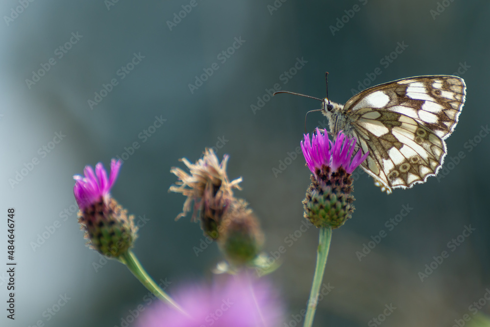 Chaber łąkowy (Centaurea jacea) a na nim siedzi i pije nektar motyl polowiec szachownica (Melanargia galathea syn. Agapetes galathea). Chaber łąkowy (Centaurea jacea) a na nim siedzi i pije nektar motyl polowiec szachownica (Melanargia galathea syn. Agapetes galathea).