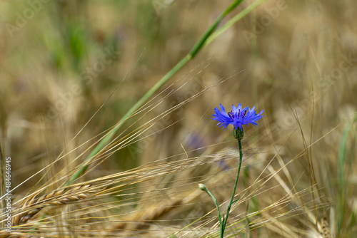Rosnący na polu pszenica (Triticum L.) pojedynczy kwiat chabra bławatka (Centaurea cyanus). Lato na wsi, słoneczny dzień.