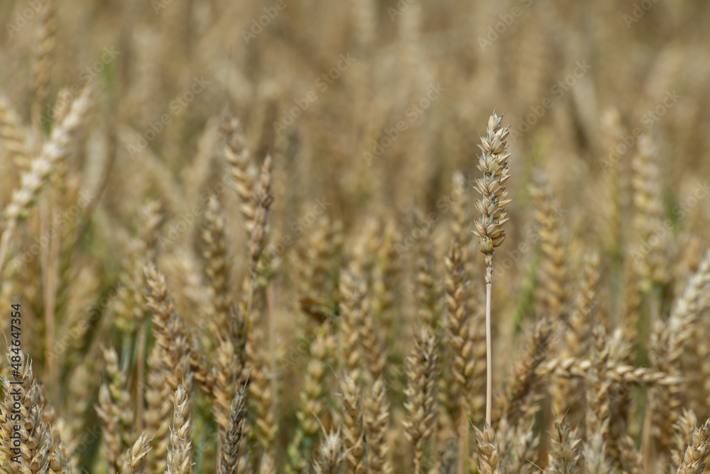 Gotowa do żniw pszenica zwyczajna (Triticum aestivum) . Godne plony, wielkie ziarno. Polska wieś. Gotowa do żniw pszenica zwyczajna (Triticum aestivum) . Godne plony, wielkie ziarno. Polska wieś.