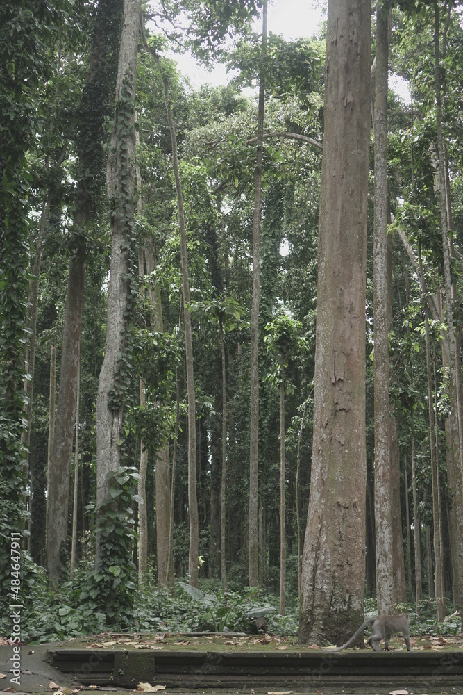 Obraz premium trees in the forest