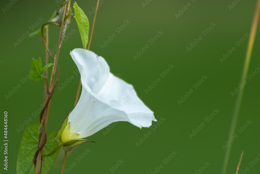 Biały kwiat Kielisznik zaroślowy Calystegia sepium, na zielonym rozmytym tle. - obrazy, fototapety, plakaty 
