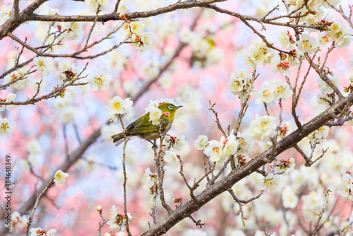 満開の梅の花に止まるメジロ