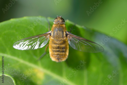Hover fly Villa hottentotta Syrphid sitting on green leave