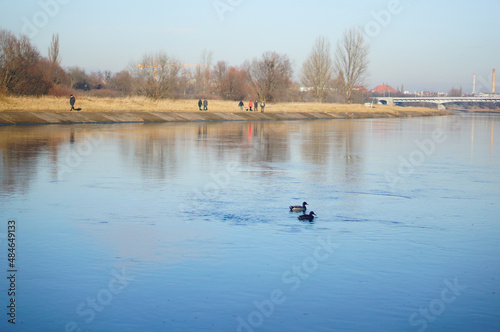 Two swimming ducks on the Warta river. People walking along the water.