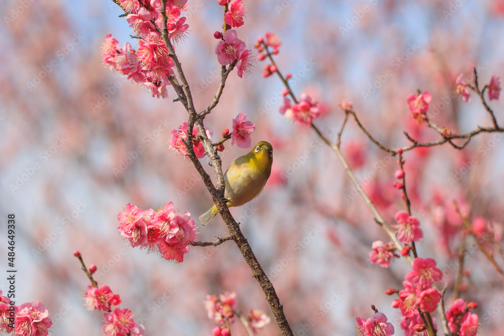 満開の梅の花に止まるメジロ 満開の梅の花に止まるメジロ