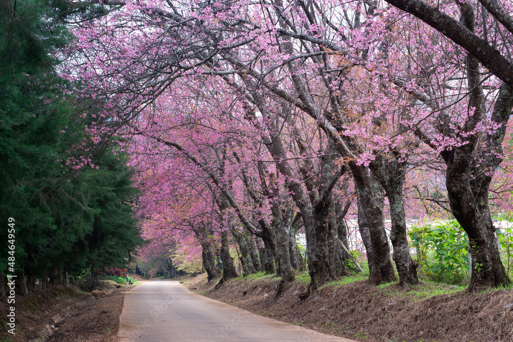 Sakura or cherry blossom on road at Chiang Mai Thailand, Blooming cherries, plum trees (Prunus cerasifera)
