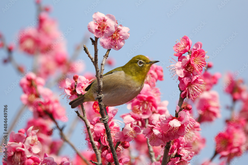 満開の梅の花に止まるメジロ 満開の梅の花に止まるメジロ