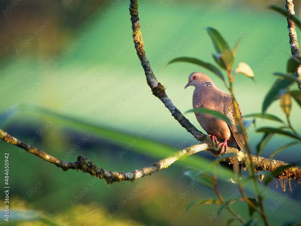Pigeon on the branch