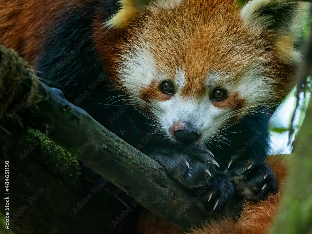 Obraz premium red panda in tree looking straight ahead