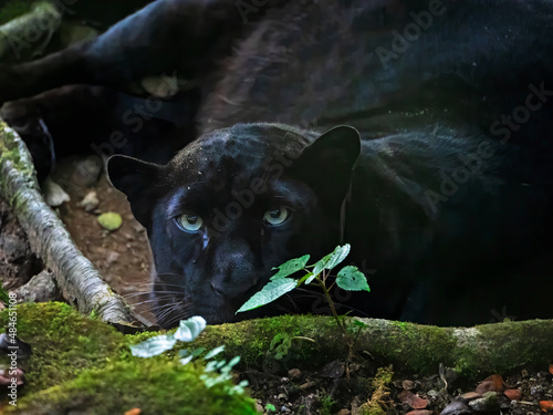 Photography black panther looking straight into the camera