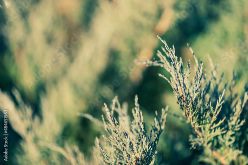 A bush of Cossack juniper with fragments of a light first autumn hoarfrost on an early sunny morning. Macro, narrow focus. Space for copy text. photo