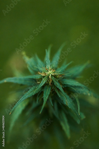 close up of bud