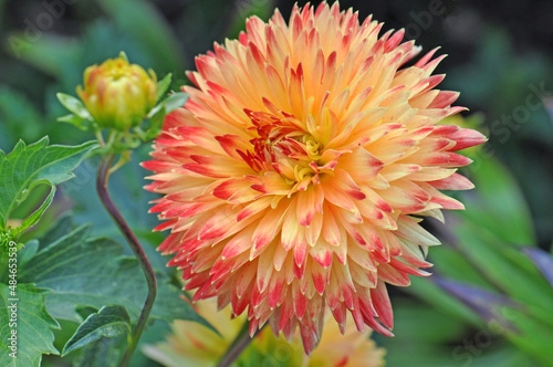 Dahlia is a Beautiful  genus of bushy  tuberous  herbaceous perennial plants