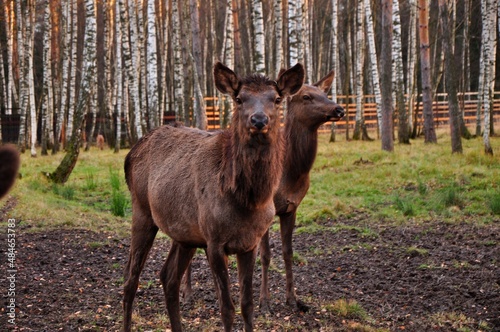 Animals - traditionally (since Aristotle) distinguished category of organisms, currently considered as a biological kingdom.