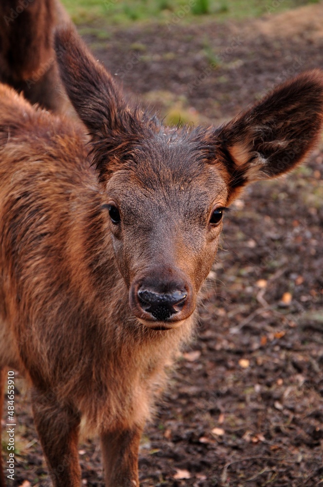 Fototapeta premium Animals - traditionally (since Aristotle) distinguished category of organisms, currently considered as a biological kingdom.