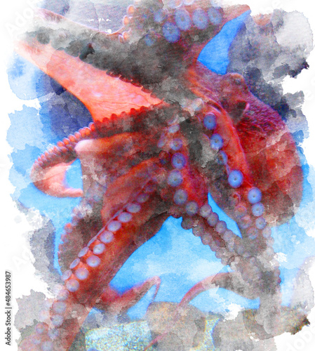 Octopus on blue background. Watercolor illustration. photo