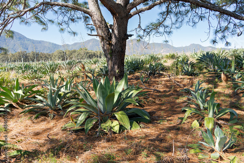 Tablou pe pânză Campo silvestre de agaves tipo lechuguilla para hacer raicilla y tequila