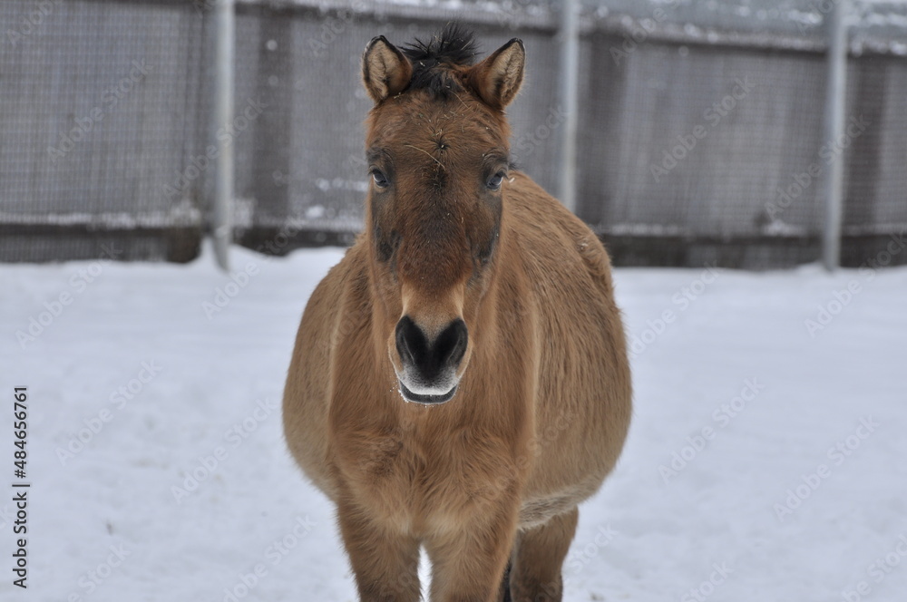 Fototapeta premium Animals - traditionally (since Aristotle) distinguished category of organisms, currently considered as a biological kingdom.