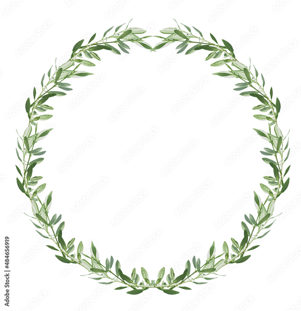 couronne De feuilles d’olivier, fond blanc 