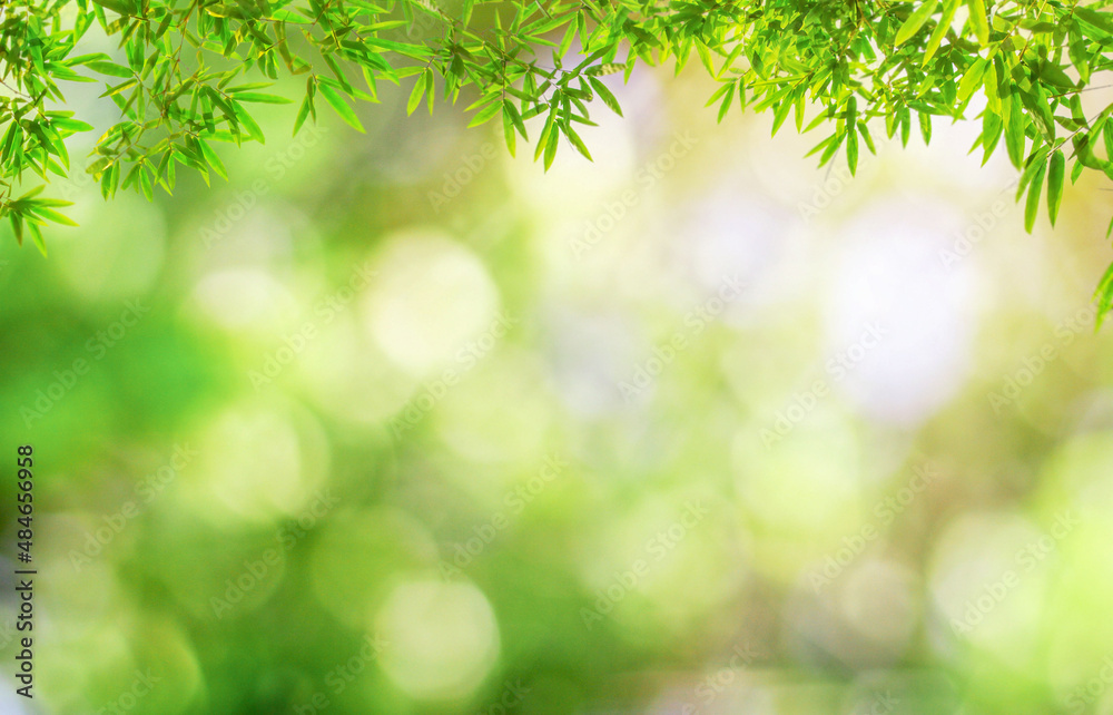 Fototapeta premium Bamboos green leaves and bamboo tree with bokeh in nature forest. on nature abstract blur background green bokeh from bamboo tree. montage of product, Banner or header for advertise.
