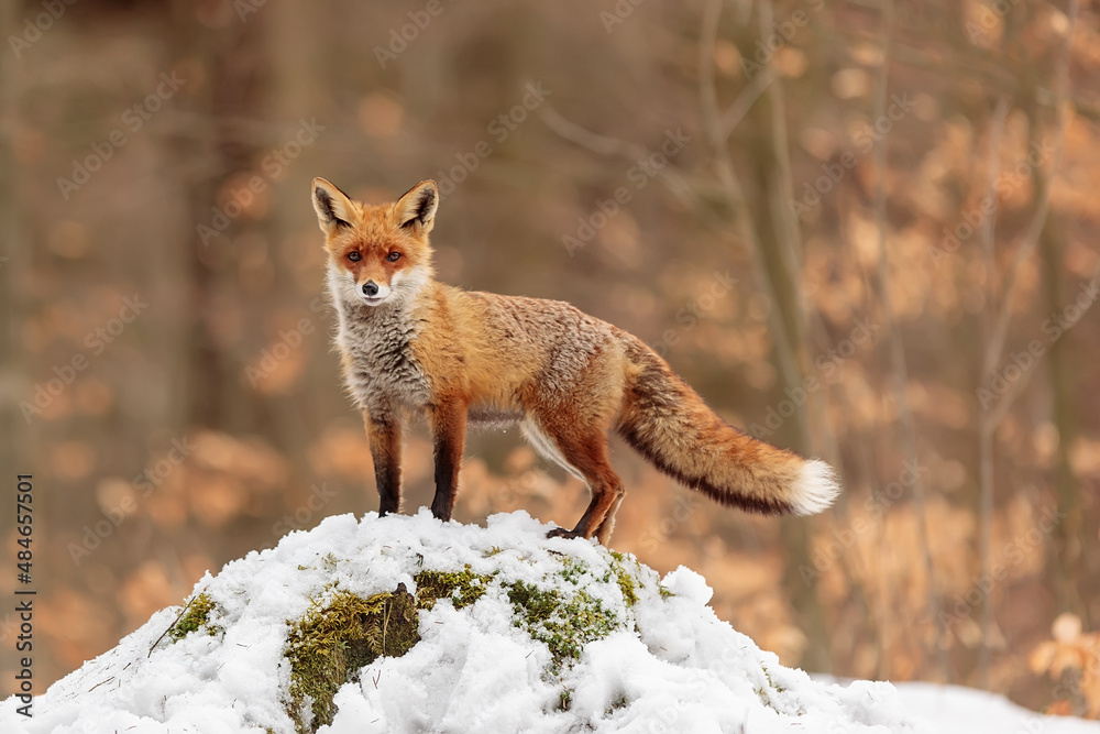 Obraz premium red fox (Vulpes vulpes) standing on a mound of snow with an orange background