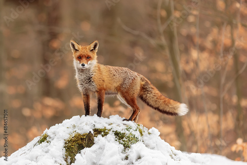 red fox (Vulpes vulpes) standing on a mound of snow with an orange background photo