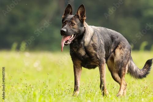 female German Shepherd Dog standing portrait of the whole dog © michal