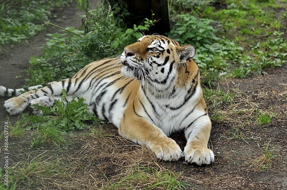 Obraz premium Animals - traditionally (since Aristotle) distinguished category of organisms, currently considered as a biological kingdom.