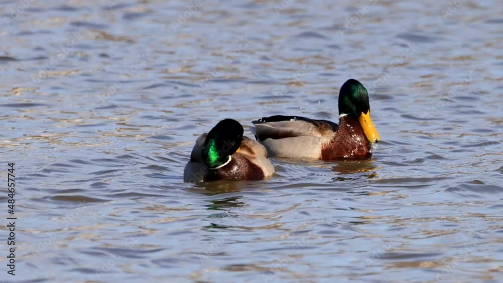 A pair of male mallard or wild duck (Anas platyrhynchos) swimming in a pond