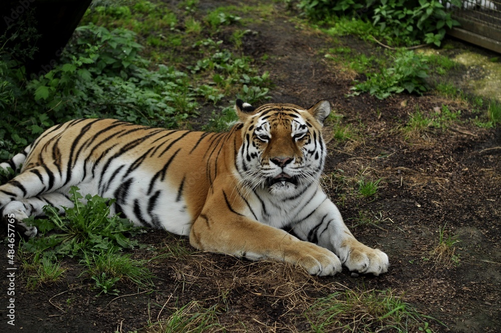Animals - traditionally (since Aristotle) distinguished category of organisms, currently considered as a biological kingdom. Animals - traditionally (since Aristotle) distinguished category of organisms, currently considered as a biological kingdom.