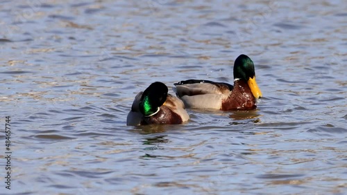 A pair of male mallard or wild duck (Anas platyrhynchos) swimming in a pond photo