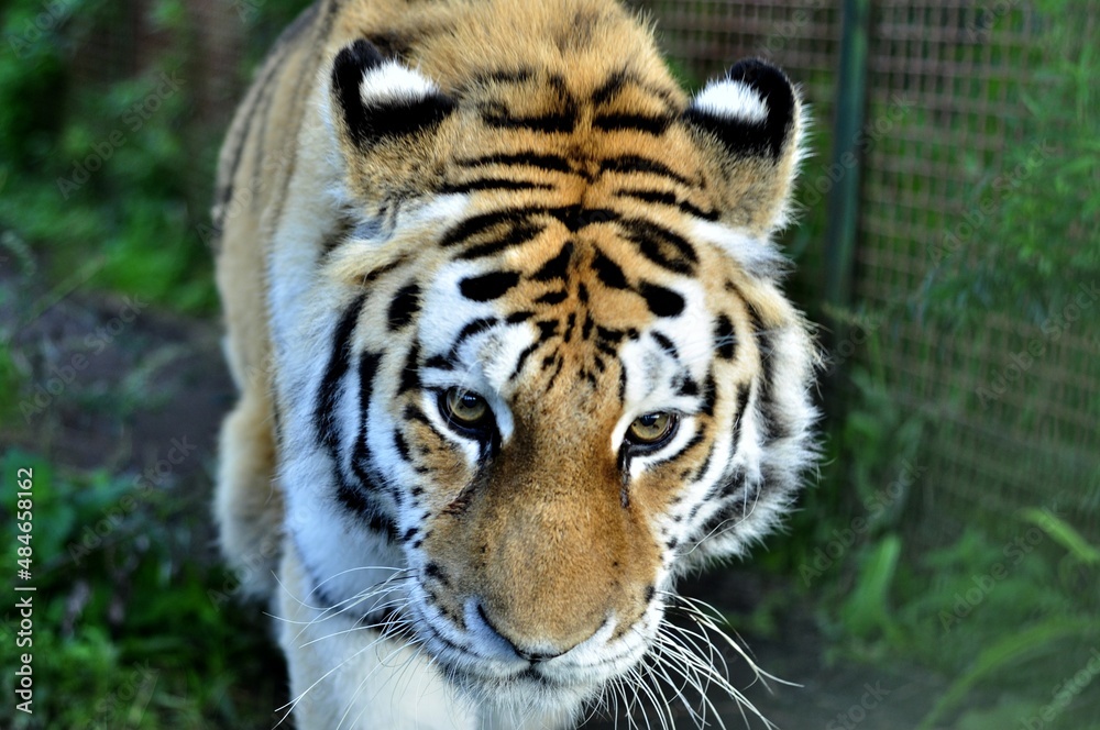 Fototapeta premium Animals - traditionally (since Aristotle) distinguished category of organisms, currently considered as a biological kingdom.