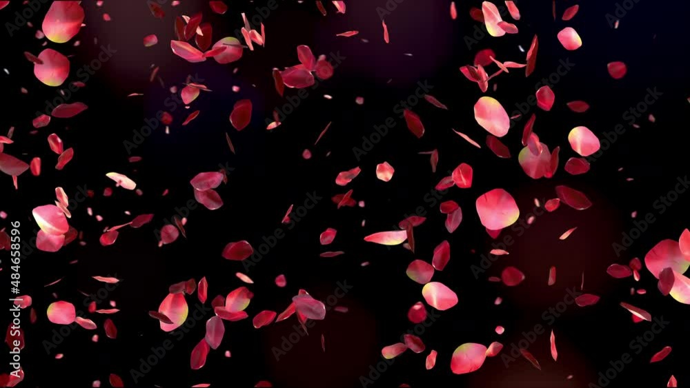 Red rose petals flying on beautiful black background. Valentines day, Mother day, spring, summer, blossom background. Seamless looping 4k