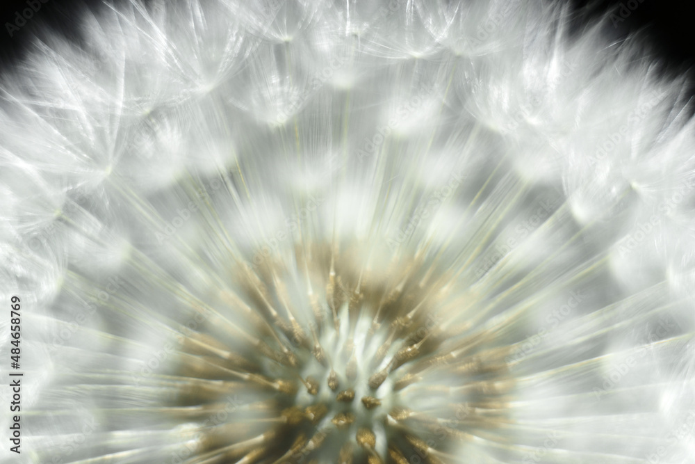 Naklejka premium A very close-up of a flowering dandelion seed. Closeup with selective focus.