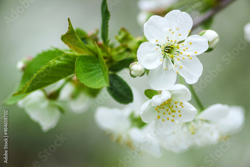 Apple tree flowers close up with selective focus. © Алексей Коза