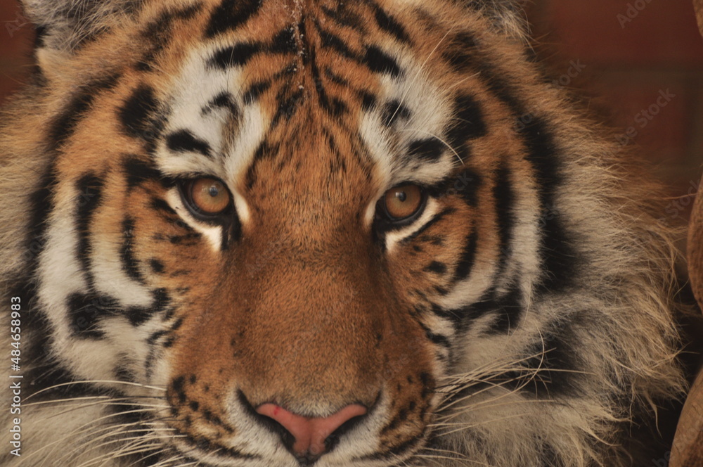 Fototapeta premium Animals - traditionally (since Aristotle) distinguished category of organisms, currently considered as a biological kingdom.